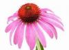 Echinacea purpurea როდის მოვიტანოთ Echinacea გასაშრობად