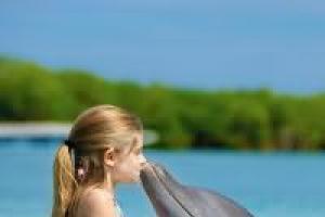 რიცხვების მაგია დელფინები ოცნებობენ