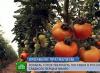 ისრაელი: ხილი და ბოსტნეული - ასორტიმენტი და ფასები ისრაელში იზრდება
