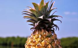 Как похудеть на ананасе: калорийность, влияние на обмен веществ, время употребления